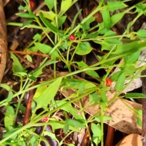 Einadia nutans subsp. nutans at McKellar, ACT - 6 Mar 2024