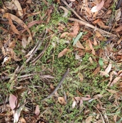 Einadia nutans subsp. nutans at McKellar, ACT - 6 Mar 2024 11:44 AM