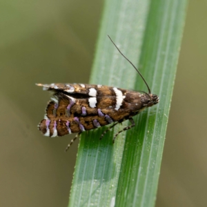 Glyphipterix amblycerella at QPRC LGA - 5 Mar 2024 04:26 PM