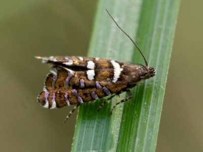 Glyphipterix amblycerella at QPRC LGA - 5 Mar 2024 by DPRees125