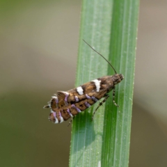 Glyphipterix amblycerella at QPRC LGA - 5 Mar 2024