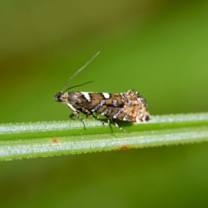 Glyphipterix amblycerella at QPRC LGA - 5 Mar 2024 04:26 PM