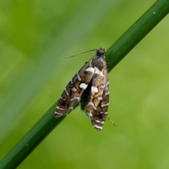 Glyphipterix amblycerella at QPRC LGA - 5 Mar 2024 04:26 PM