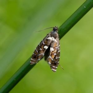 Glyphipterix amblycerella at QPRC LGA - 5 Mar 2024 04:26 PM