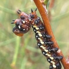 Psalidostetha banksiae (Banksia Moth) at Tennent, ACT - 6 Mar 2024 by JaneR