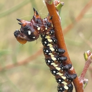 Psalidostetha banksiae at Namadgi National Park - 6 Mar 2024