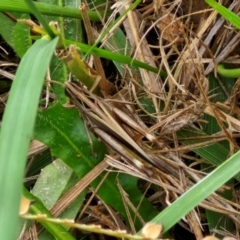 Caledia captiva (grasshopper) at Flea Bog Flat, Bruce - 6 Mar 2024 by trevorpreston