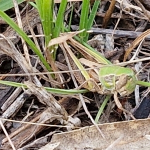 Praxibulus sp. (genus) at Flea Bog Flat, Bruce - 6 Mar 2024