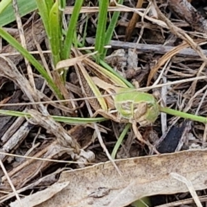 Praxibulus sp. (genus) at Flea Bog Flat, Bruce - 6 Mar 2024