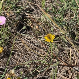 Apis mellifera at Crace Grassland (CR_2) - 25 Feb 2024 10:05 AM