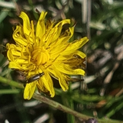 Dasytinae (subfamily) (Soft-winged flower beetle) at Crace Grasslands - 24 Feb 2024 by MiaThurgate