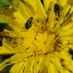 Dasytinae (subfamily) at Crace Grassland (CR_2) - 25 Feb 2024