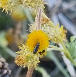 Dasytinae (subfamily) at Crace Grassland (CR_2) - 25 Feb 2024