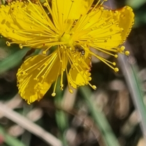 Dasytinae (subfamily) at Crace Grassland (CR_2) - 25 Feb 2024