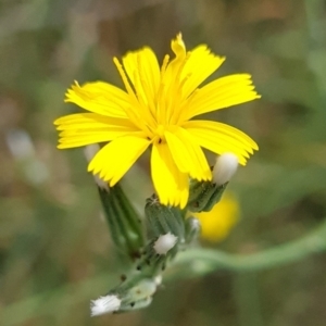 Chondrilla juncea at McKellar, ACT - 6 Mar 2024 11:29 AM