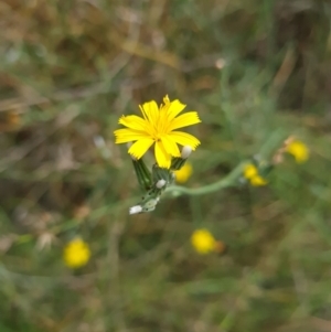 Chondrilla juncea at McKellar, ACT - 6 Mar 2024