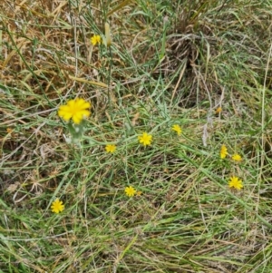 Chondrilla juncea at McKellar, ACT - 6 Mar 2024 11:29 AM