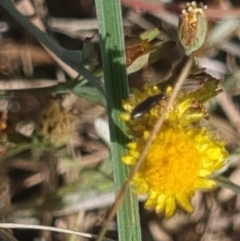 Dasytinae (subfamily) (Soft-winged flower beetle) at Crace Grassland (CR_2) - 25 Feb 2024 by MiaThurgate