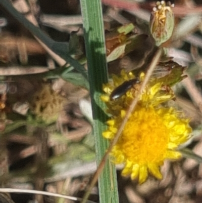 Dasytinae (subfamily) (Soft-winged flower beetle) at Mitchell, ACT - 24 Feb 2024 by MiaThurgate