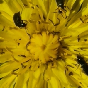 Dasytinae (subfamily) at Crace Grassland (CR_2) - 25 Feb 2024