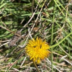 Dasytinae (subfamily) at Crace Grassland (CR_2) - 25 Feb 2024