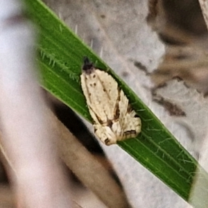 Vacuana vacuana at Flea Bog Flat, Bruce - 6 Mar 2024