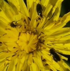 Dasytinae (subfamily) (Soft-winged flower beetle) at Crace Grassland (CR_2) - 25 Feb 2024 by MiaThurgate