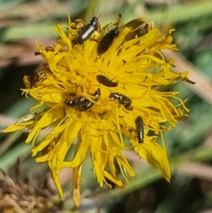 Dasytinae (subfamily) at Crace Grassland (CR_2) - 25 Feb 2024