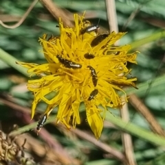 Dasytinae (subfamily) at Crace Grassland (CR_2) - 25 Feb 2024