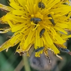 Dasytinae (subfamily) at Crace Grassland (CR_2) - 25 Feb 2024