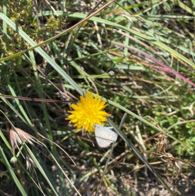 Zizina otis (Common Grass-Blue) at Crace Grasslands - 6 Mar 2024 by MiaThurgate