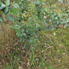 Erigeron bonariensis at Bruce Ridge to Gossan Hill - 6 Mar 2024 05:12 PM