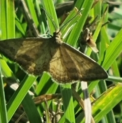 Scopula rubraria (Reddish Wave, Plantain Moth) at Crace Grassland (CR_2) - 25 Feb 2024 by MiaThurgate