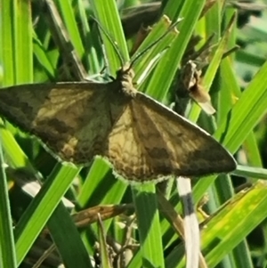 Scopula rubraria at Crace Grassland (CR_2) - 25 Feb 2024