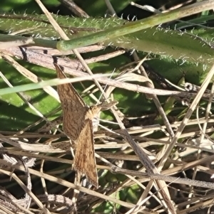 Scopula rubraria at Undefined Area - 25 Feb 2024 10:58 AM