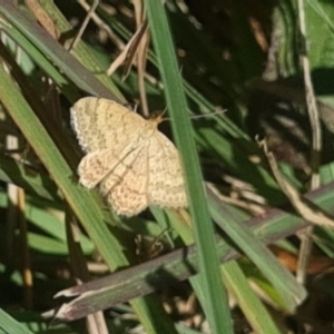 Scopula rubraria at Undefined Area - 25 Feb 2024 10:58 AM