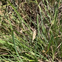 Scopula rubraria at Crace Grassland (CR_2) - 25 Feb 2024