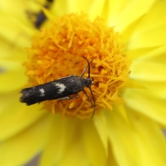 Eretmocera (genus) (Scythrididae family) at Higgins Woodland - 6 Mar 2024 by Trevor