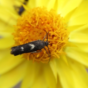 Eretmocera (genus) (Scythrididae family) at Higgins Woodland - 6 Mar 2024 03:38 PM