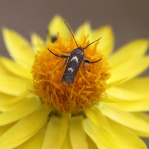 Eretmocera (genus) (Scythrididae family) at Higgins Woodland - 6 Mar 2024