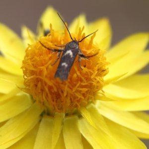 Eretmocera (genus) (Scythrididae family) at Higgins Woodland - 6 Mar 2024