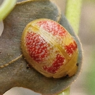 Paropsisterna fastidiosa (Eucalyptus leaf beetle) at Flea Bog Flat, Bruce - 6 Mar 2024 by trevorpreston