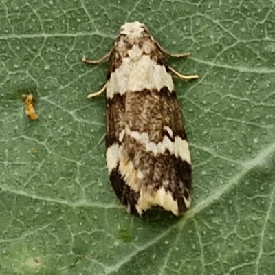 Halone sejuncta (Variable Halone) at Flea Bog Flat, Bruce - 6 Mar 2024 by trevorpreston