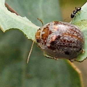 Paropsisterna m-fuscum at Bruce Ridge to Gossan Hill - 6 Mar 2024 05:01 PM