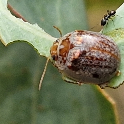 Paropsisterna m-fuscum (Eucalyptus Leaf Beetle) at Bruce Ridge to Gossan Hill - 6 Mar 2024 by trevorpreston