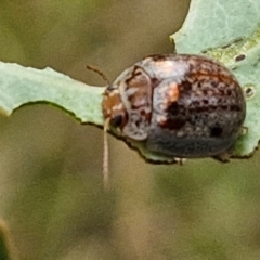 Paropsisterna m-fuscum at Bruce Ridge to Gossan Hill - 6 Mar 2024 05:01 PM