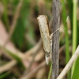 Culladia cuneiferellus at Bruce Ridge to Gossan Hill - 6 Mar 2024