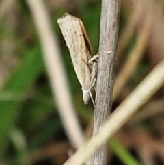 Culladia cuneiferellus at Bruce Ridge to Gossan Hill - 6 Mar 2024