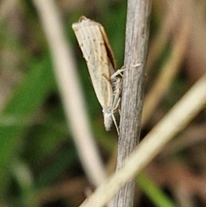 Culladia cuneiferellus at Bruce Ridge to Gossan Hill - 6 Mar 2024