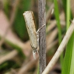 Culladia cuneiferellus at Bruce Ridge to Gossan Hill - 6 Mar 2024